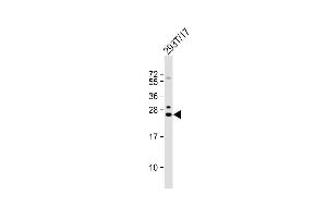 Anti-GINS3 Antibody (C-term) at 1:1000 dilution + 293T/17 whole cell lysate Lysates/proteins at 20 μg per lane.