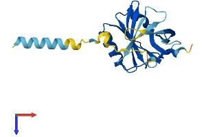 AlphaFold protein structure predicition of Mouse Recombinant Apom Protein, UniprotID Q9Z1R3