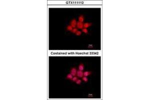 Image no. 3 for anti-NCK Adaptor Protein 1 (NCK1) (AA 53-333) antibody (ABIN1499652)