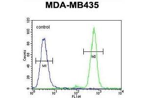 TAPT1 Antibody (C-term) flow cytometric analysis of MDA-MB435 cells (right histogram) compared to a negative control cell (left histogram). (TAPT1 anticorps  (C-Term))