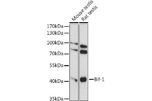 Western blot analysis of extracts of various cell lines, using Bif-1 antibody (ABIN7270280) at 1:1000 dilution. (SH3GLB1 anticorps  (AA 120-365))
