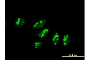Immunofluorescence of purified MaxPab antibody to SAS10 on HeLa cell.