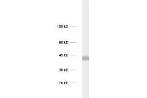 dilution: 1 : 1000, sample: rat brain homogenate (CAMK1 anticorps)