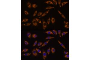 Immunofluorescence analysis of L929 cells using GNAQ Rabbit pAb (ABIN7267542) at dilution of 1:100 (40x lens).