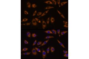 Immunofluorescence analysis of L929 cells using GNAQ Rabbit pAb (ABIN7267542) at dilution of 1:100 (40x lens). (GNAQ anticorps  (AA 1-359))