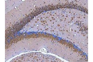IHC analysis of NeuN/Rbfox3 using anti-NeuN/Rbfox3 antibody (ABIN7601068). (NeuN anticorps  (AA 28-304))