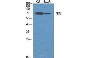 Western Blot (WB) analysis of specific cells using Nrf2 Polyclonal Antibody. (NRF2 anticorps  (C-Term))