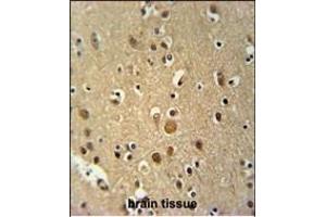 anti-TNFAIP3 Interacting Protein 3 (TNIP3) (AA 74-102), (N-Term) antibody