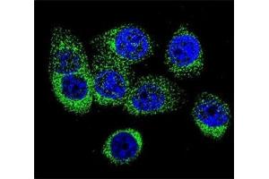 Confocal immunofluorescent analysis of Caspase-12 antibody with 293 cells followed by Alexa Fluor 488-conjugated goat anti-rabbit lgG (green).