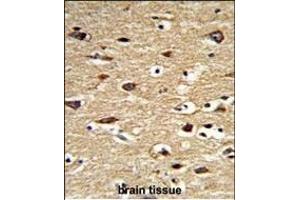 anti-Polymerase (DNA Directed), gamma 2, Accessory Subunit (POLG2) (AA 205-234) antibody