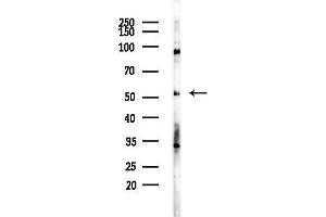 anti-Cyclin A1 (CCNA1) (C-Term) antibody