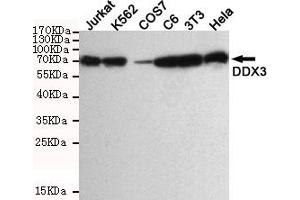Western blot detection of DDX3 in Hela,3T3,C6,COS7,K562 and Jurkat cell lysate using DDX3 mouse mAb (1:1000 diluted). (DDX3X anticorps)