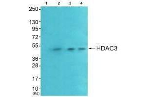 Western blot analysis of extracts from HeLa cells (Lane 2), A549 cells (Lane 3) and HepG2 cells (Lane 4), using HDAC3 antiobdy. (HDAC3 anticorps  (C-Term))