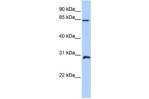 Western Blotting (WB) image for anti-Homeobox A5 (HOXA5) antibody (ABIN2458391) (HOXA5 anticorps)