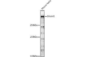 Western blot analysis of extracts of Mouse testis, using DN antibody (ABIN7266861) at 1:1000 dilution. (Dnah5 anticorps  (AA 400-650))