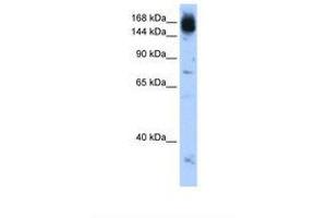 Image no. 1 for anti-Non-SMC Condensin I Complex, Subunit D2 (NCAPD2) (AA 1279-1328) antibody (ABIN6739192) (NCAPD2 anticorps  (AA 1279-1328))