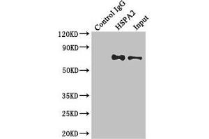 Immunoprecipitating HSPA2 in Hela whole cell lysate Lane 1: Rabbit control IgG instead of (1 μg) instead of ABIN7154927 in Hela whole cell lysate. (HSPA2 anticorps  (AA 400-639))