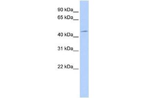 WB Suggested Anti-PDK1 Antibody Titration: 0.