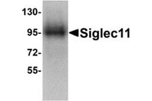 Western Blotting (WB) image for anti-Sialic Acid Binding Ig-Like Lectin 11 (SIGLEC11) (C-Term) antibody (ABIN1030660)