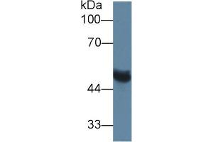 Rabbit Capture antibody from the kit in WB with Positive Control: Rat serum. (MMP13 Kit CLIA)