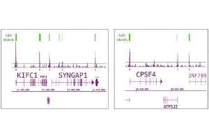 Tet1 antibody (pAb) tested by ChIP-Seq. (TET1 anticorps  (C-Term))
