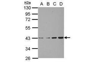 Image no. 2 for anti-Chondroadherin (CHAD) (AA 76-307) antibody (ABIN1497487) (CHAD anticorps  (AA 76-307))