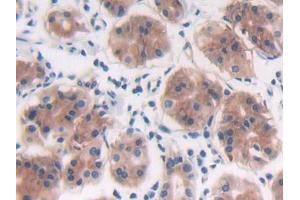 IHC-P analysis of Human Stomach Tissue, with DAB staining. (PTPRB anticorps  (AA 1655-1918))