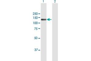 Western Blot analysis of NID2 expression in transfected 293T cell line by NID2 MaxPab polyclonal antibody. (NID2 anticorps  (AA 1-969))