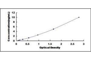 Ferrochelatase (FECH) ELISA Kit