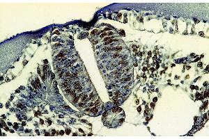 Immunohistochemistry staining of bromodeoxyuridine-labeled cells (chick embryo, paraffin-embedded sections) with anti-5-bromodeoxyuridine (MoBu-1). (BrdU anticorps)
