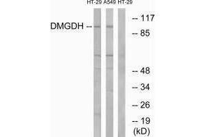 Western blot analysis of extracts from HT-29 cells and A549 cells, using DMGDH antibody. (DMGDH anticorps  (C-Term))