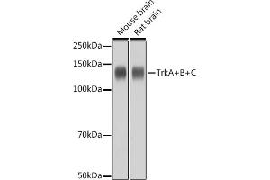 Western blot analysis of extracts of various cell lines, using TrkA+B+C antibody (ABIN1679182, ABIN1679183, ABIN7101489 and ABIN7101490) at 1:1000 dilution. (TrkA, B, C anticorps)