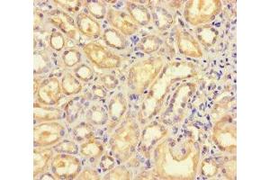 Immunohistochemistry of paraffin-embedded human kidney tissue using ABIN7145396 at dilution of 1:100