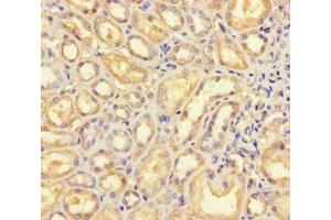 Immunohistochemistry of paraffin-embedded human kidney tissue using ABIN7145396 at dilution of 1:100 (B4GALT5 anticorps  (AA 101-388))
