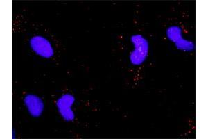 Proximity Ligation Analysis of protein-protein interactions between NTRK2 and NTF4.