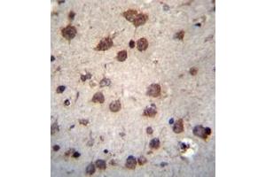 Immunohistochemistry analysis in formalin fixed and paraffin embedded human brain tissue reacted with PHAX Antibody (C-term) followed which was peroxidase conjugated to the secondary antibody and followed by DAB staining. (PHAX anticorps  (C-Term))
