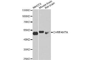 Western blot analysis of extracts of various cell lines, using CHRFAM7A antibody (ABIN6293103) at 1:1000 dilution. (CHRFAM7A anticorps)