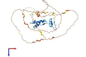AlphaFold protein structure predicition of Human Recombinant KLF3 Protein, UniprotID P57682