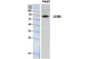 Western Blotting (WB) image for anti-Leukocyte Immunoglobulin-Like Receptor, Subfamily B (With TM and ITIM Domains), Member 5 (LILRB5) (Internal Region) antibody (ABIN3187989)