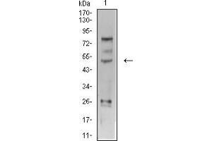 Western blot analysis using TFAP2C mouse mAb against SK-Br-3 (1) cell lysate.