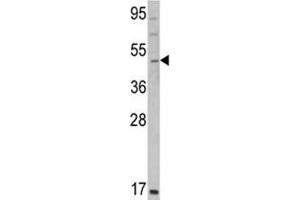 Western blot analysis of GATA2 antibody and K562 lysate.