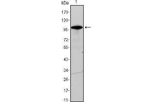 Western blot analysis using DDX4 mouse mAb against DDX4-hIgGFc transfected HEK293 cell lysate.