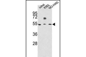 Western blot analysis of OA4 Antibody (N-term) 7591a in Jurkat, K562, NCI- cell line lysates (35 μg/lane). (APOA4 anticorps  (N-Term))