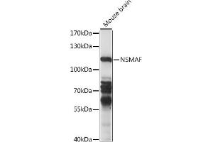 Western blot analysis of extracts of mouse brain, using NSMAF antibody (ABIN7268898) at 1:1000 dilution. (NSMAF anticorps  (AA 1-300))