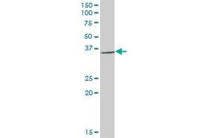 RNF144 MaxPab polyclonal antibody.