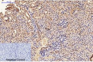 Immunohistochemical analysis of paraffin-embedded mouse kidney tissue. (GFAP anticorps)