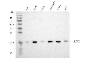 Western blot analysis of Pin1 using anti-Pin1 antibody (ABIN7599020).