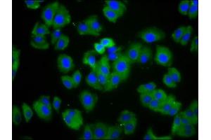 Immunofluorescence staining of HepG2 cells with ABIN7164031 at 1:166, counter-stained with DAPI. (HCN1 anticorps  (AA 784-887))