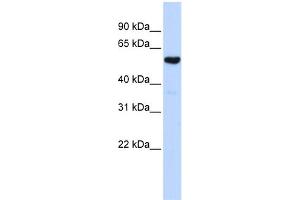 WB Suggested Anti-QRSL1 Antibody Titration:  0. (QRSL1 anticorps  (Middle Region))