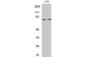 Western Blotting (WB) image for anti-Protein Kinase C, zeta (PRKCZ) (Thr33) antibody (ABIN3186477) (PKC zeta anticorps  (Thr33))